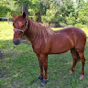 Meet your Posher, Brenel